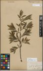 Foto von Salix myrsinifolia Salisb. x Salix phylicifolia L.